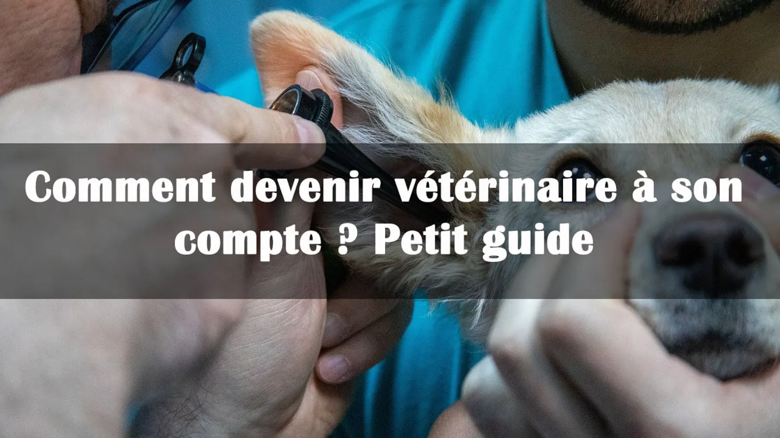devenir veterinaire a son compte