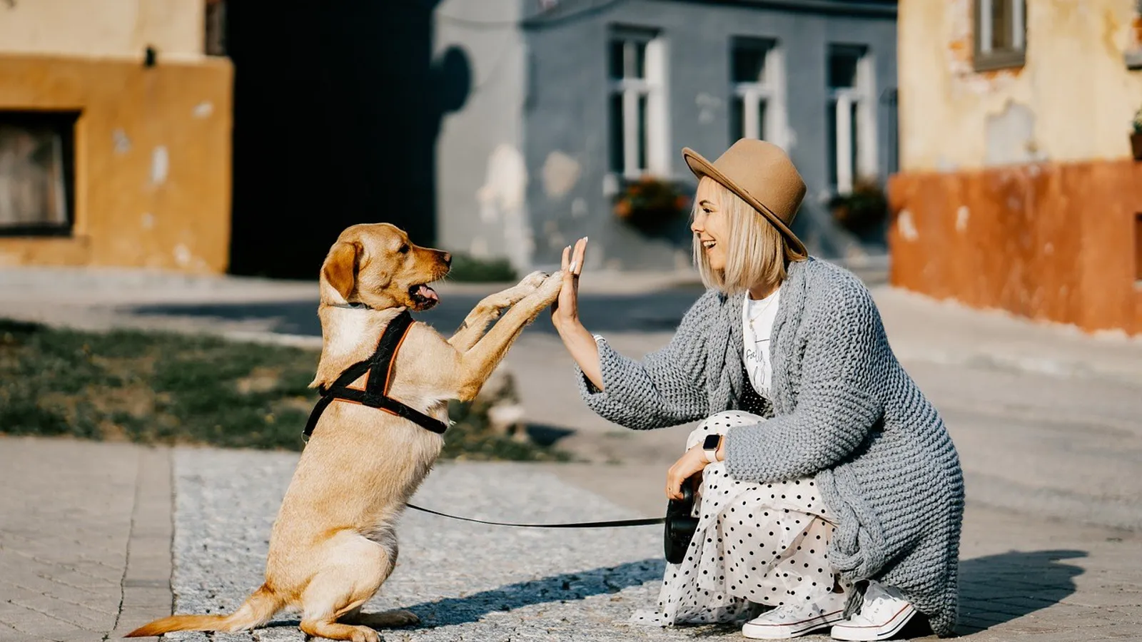 éducateur canin un vrai métier