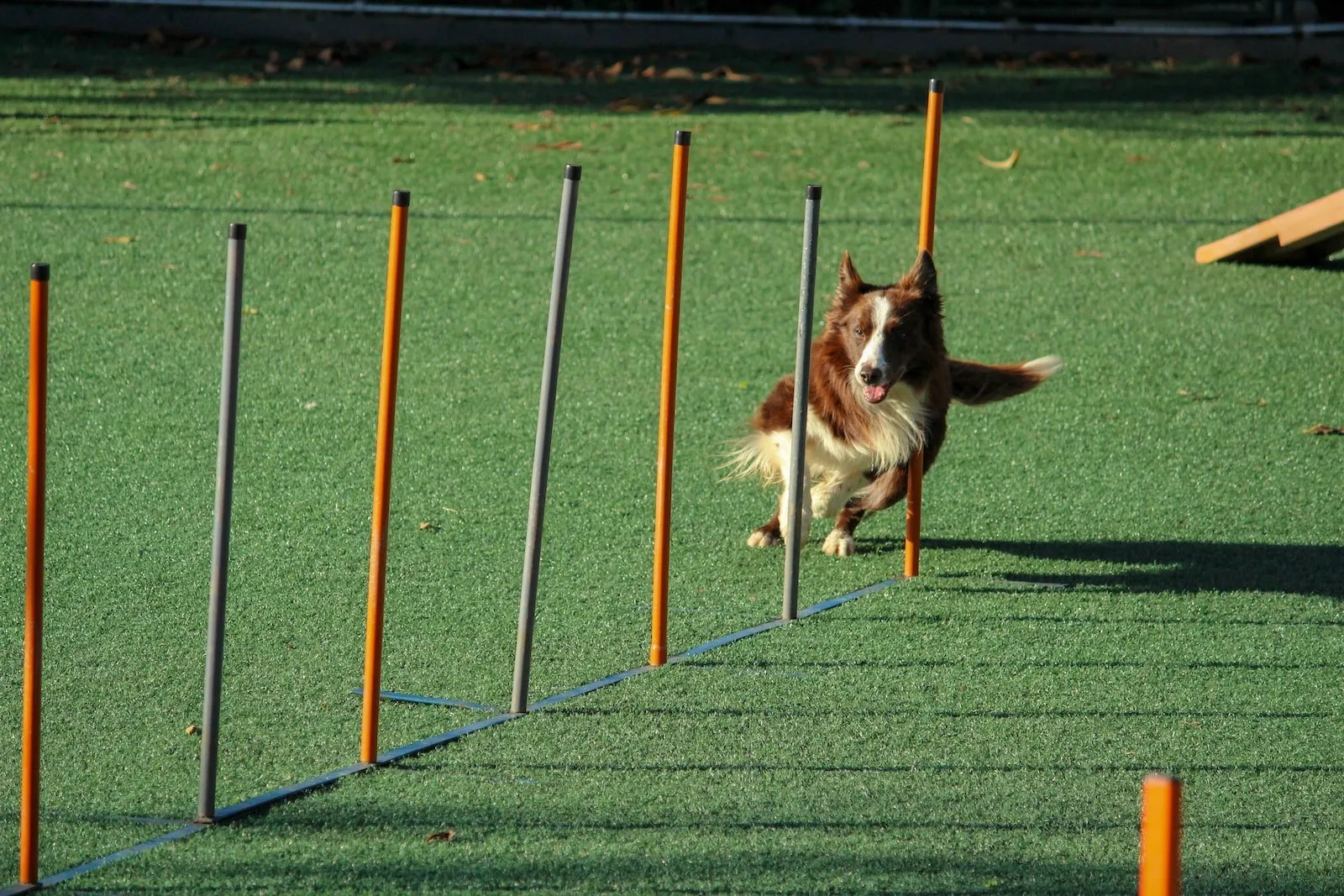il faut etre formé pour ouvrir une pension canine