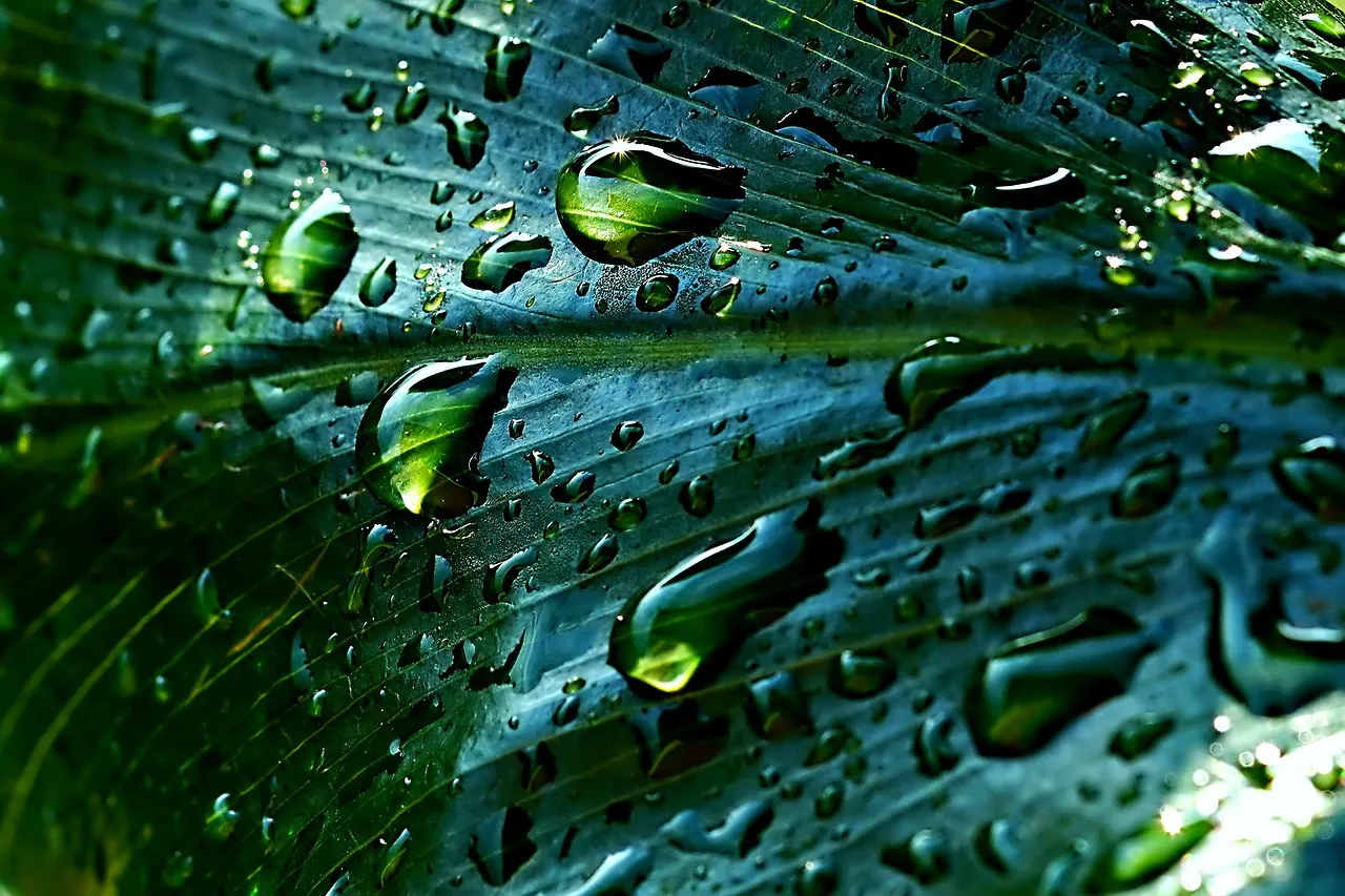 découvrez les avantages de la récupération des eaux de pluie, une solution durable et économique pour préserver les ressources en eau. apprenez comment récolter, stocker et utiliser efficacement l'eau de pluie pour votre jardin, vos toilettes et d'autres usages domestiques.