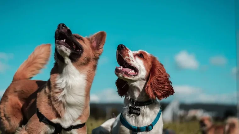 devenir comportementaliste canin