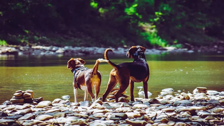 comment devenir educateur canin a son compte