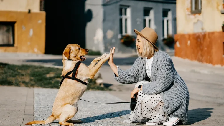 éducateur canin un vrai métier