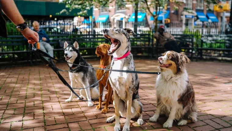 ouvrir une pension canine