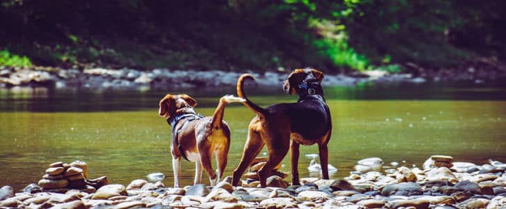 Comment s’installer comme éducateur canin et créer son entreprise ?