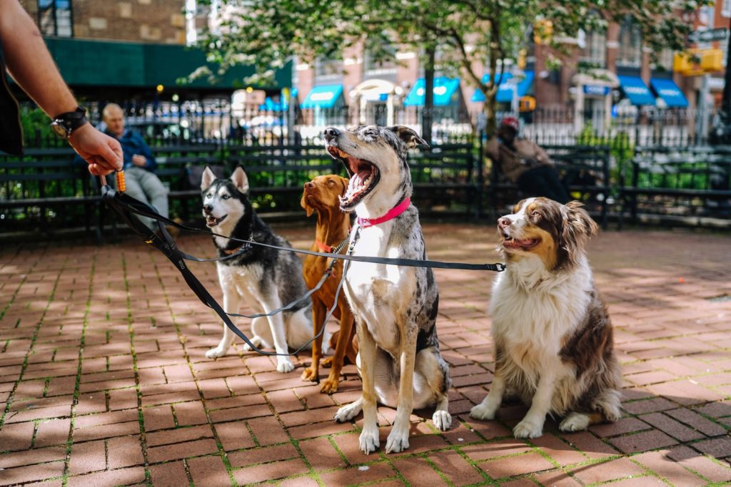 ouvrir une pension canine