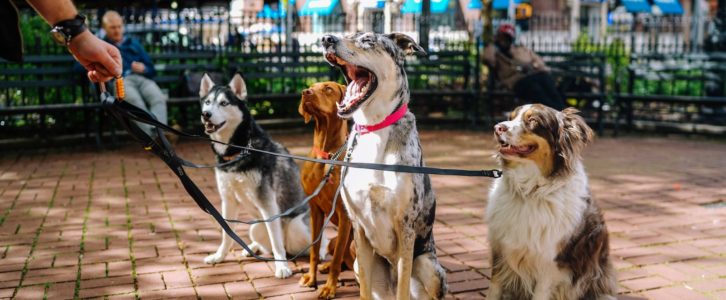 Comment ouvrir une pension canine ? Les étapes clés