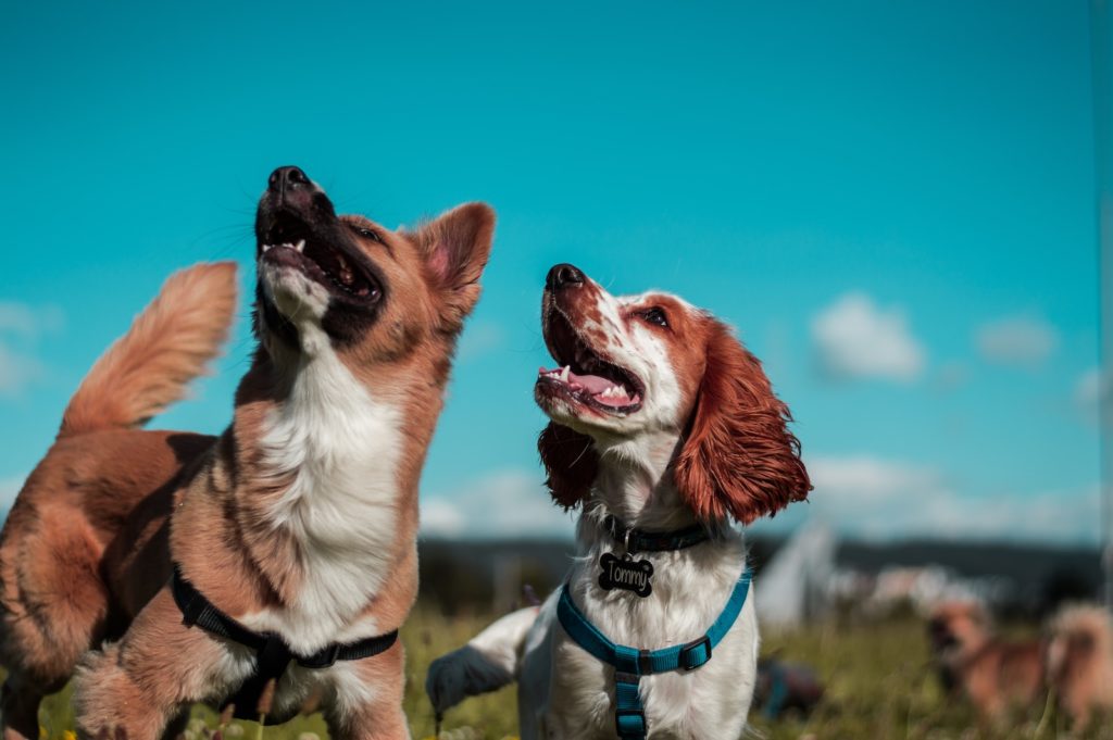 devenir comportementaliste canin